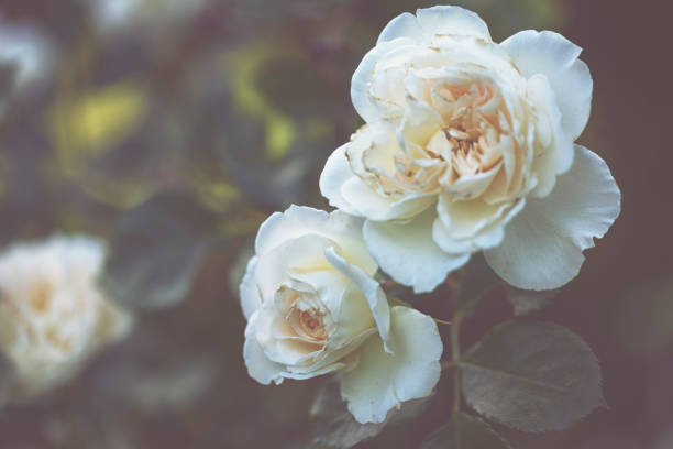 istock Garden rose in summer 804668500