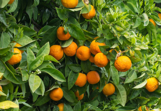 creciendo en huerto de naranjas - citrus fruit mandarin orange orange large group of objects fotografías e imágenes de stock