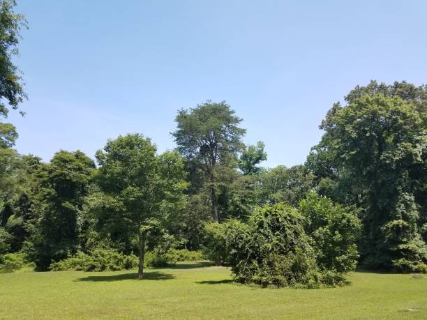istock large trees in a park with a large nest 804671244