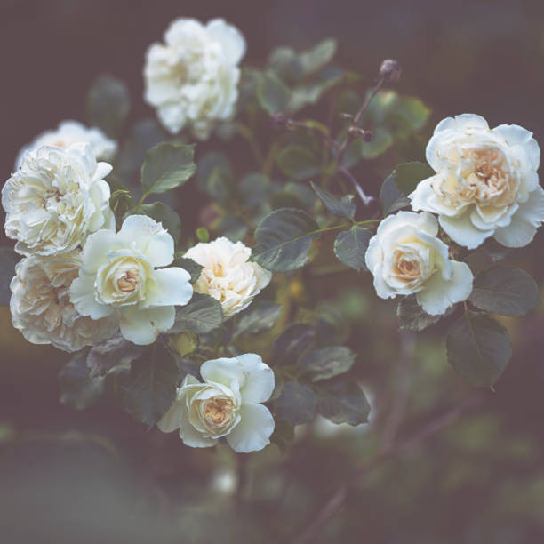 istock Garden rose in summer 804671620