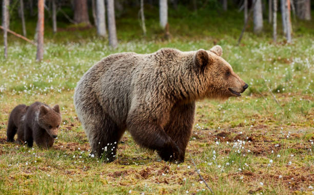 istock Mother brown bear and her cubs 804671808