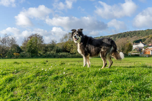 istock Dog standing in grassy field 804672060