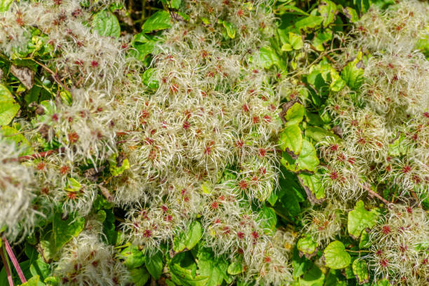 istock Wildflowers in Welsh countryside hedgerow 804674212