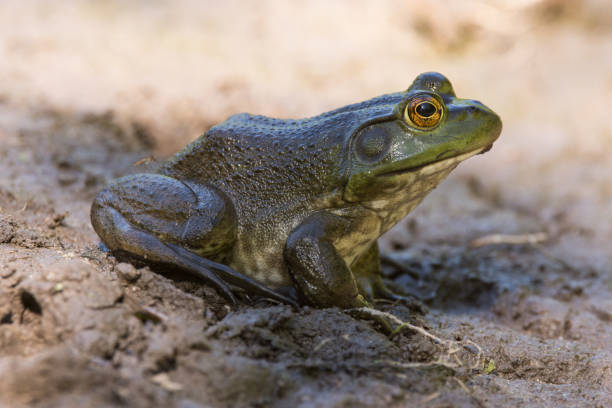 rana toro americana - rana toro americana fotografías e imágenes de stock