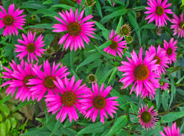 istock Background with Echinacea purpurea Pica Bella 804676132