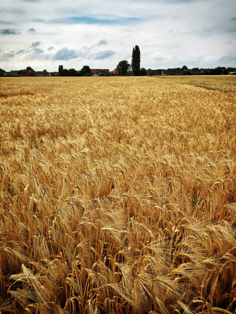 Wheat field and some houses in the distance.