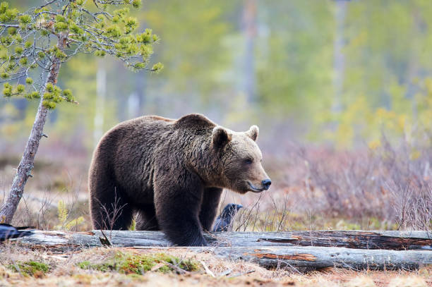istock Brown bear in the taiga 804681962