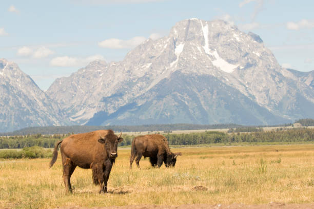 istock BISON IN SAGEBRUSH MEADOW WITH TETONS STOCK IMAGE 804684690