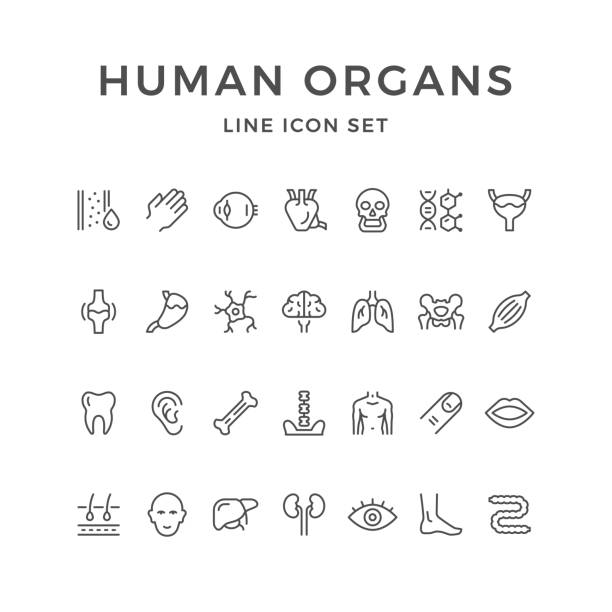 ilustraciones, imágenes clip art, dibujos animados e iconos de stock de set de iconos de la línea de órganos humanos - tendon