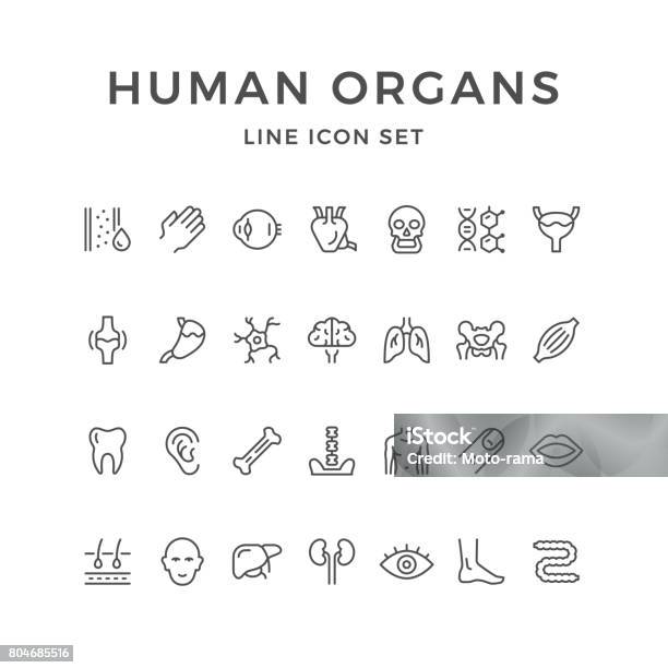 Impostare Le Icone Di Linea Degli Organi Umani - Immagini vettoriali stock e altre immagini di Icona - Icona, Il corpo umano, Organo interno