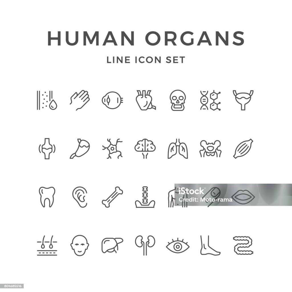 Set line icons of human organs Set line icons of human organs isolated on white. Vector illustration Icon Symbol stock vector