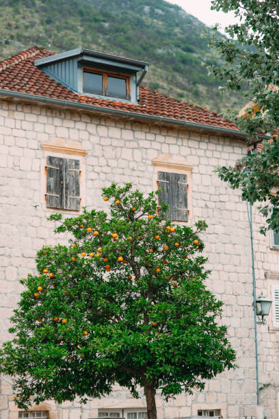 istock Orange Tree near the stone house 804690290