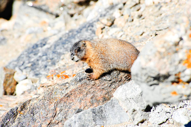 istock Yellow bellied marmot 804695476