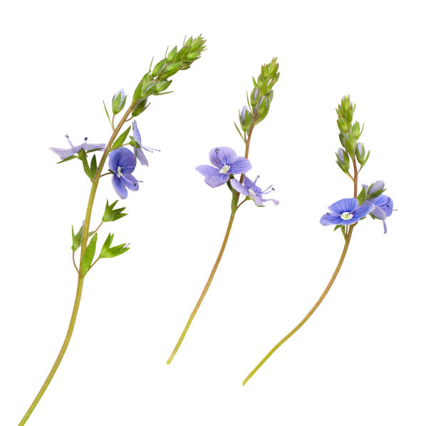 istock Set of Veronica chamaedrys flowers and buds 804698610