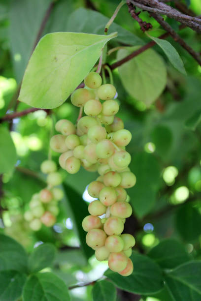 istock branches of schisandra with green not ripe berries 804698822