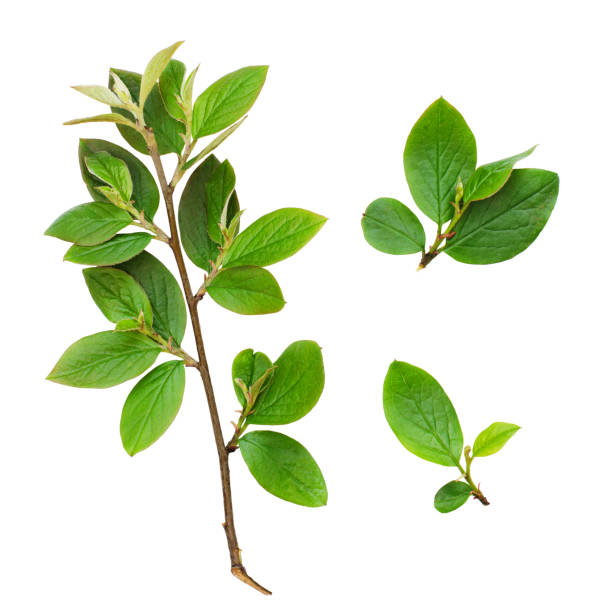 istock Set of fresh green leaves branches 804698950