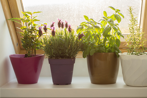 homegrown herbs cultivated on kitchen window