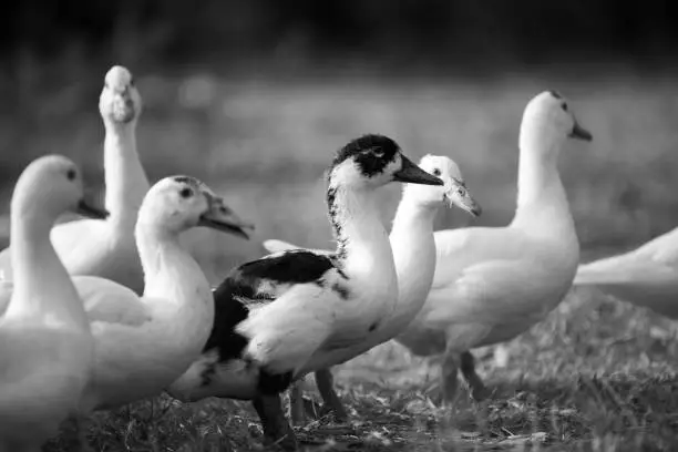 Photo of Duck in farm, black and white process filter