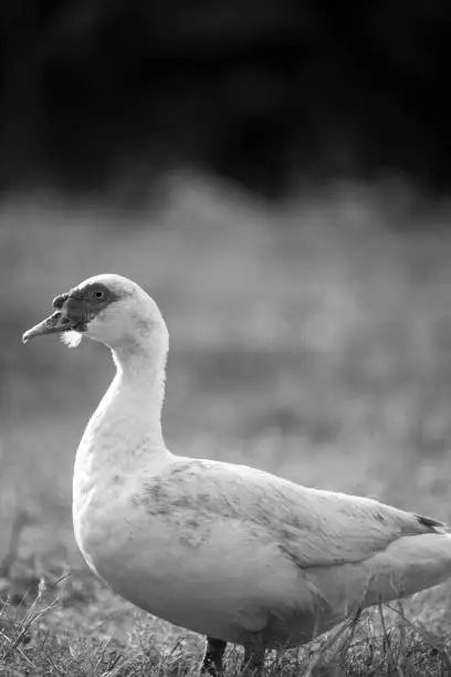 Photo of Duck in farm, black and white process filter
