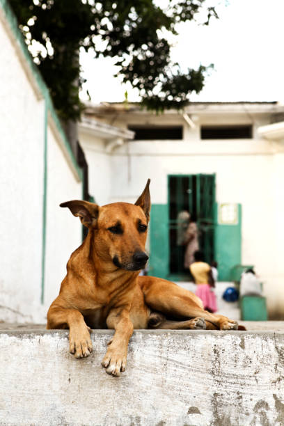 istock Lonely homeless dog looking with hope 804701834
