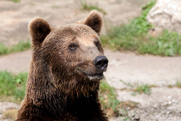 istock Close up brown bear looks around 804702194