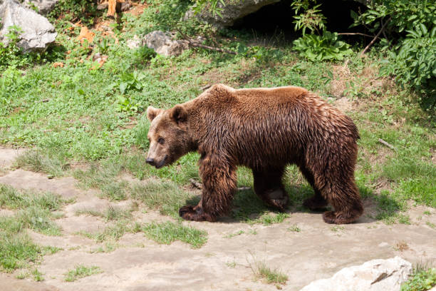 istock Brown bear came out of its cave 804702250