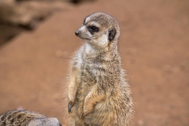 istock Meerkat in the desert 804702606