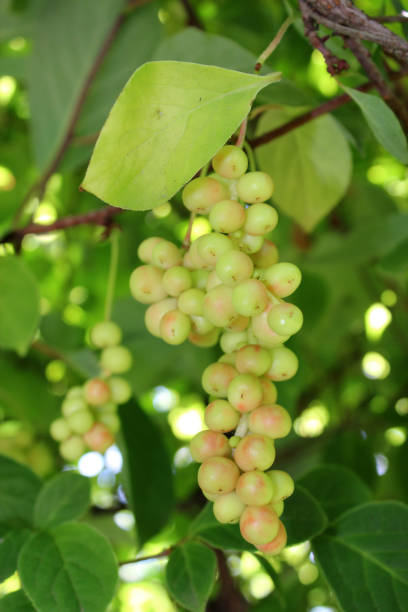istock branches of schisandra with green not ripe berries 804705376