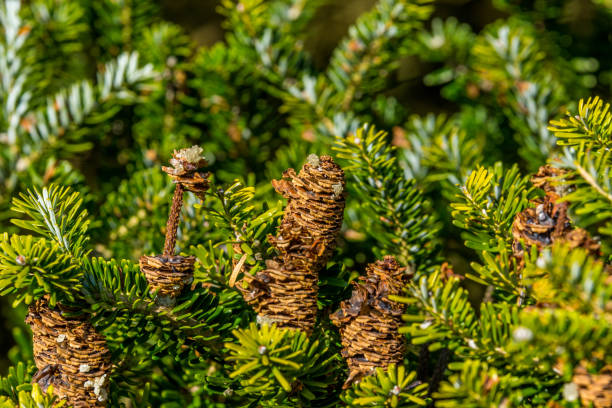 istock Korean fir tree mature cones. 804705566