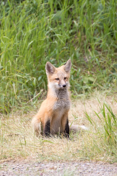 istock RED FOX KIT ON GREEN GRASS STOCK IMAGE 804705650
