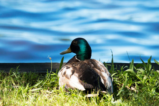 istock Mallard relaxing next to lake 804705698