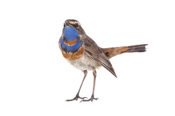 bluethroat (Luscinia svecica) isolated on a white background  in studio shot