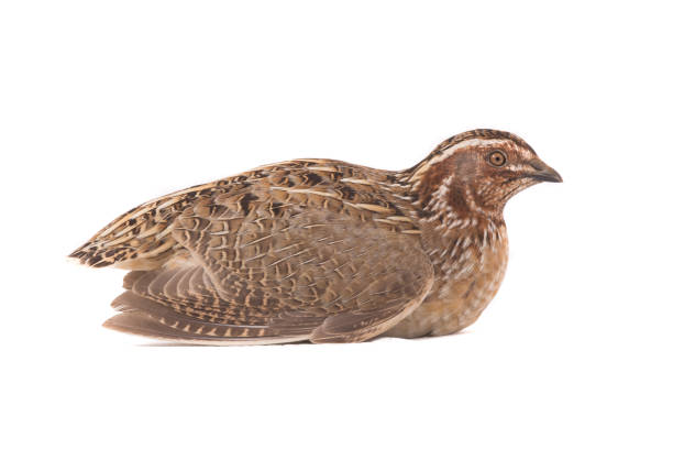 wild quail ( Coturnix coturnix) wild quail ( Coturnix coturnix) isolated on a white background  in studio shot coturnix quail stock pictures, royalty-free photos & images