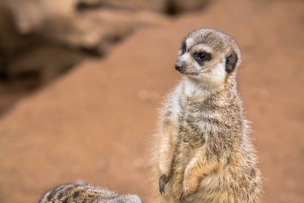 istock Meerkat in the desert 804706064