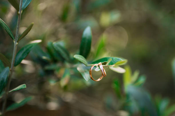 istock Wedding rings on the olive branch 804706248