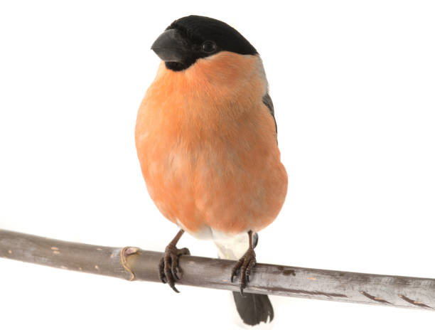 istock male bullfinch 804708294