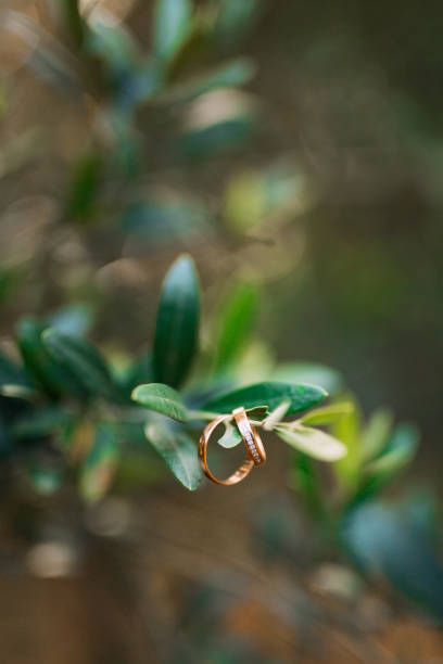 istock Wedding rings on the olive branch 804708320