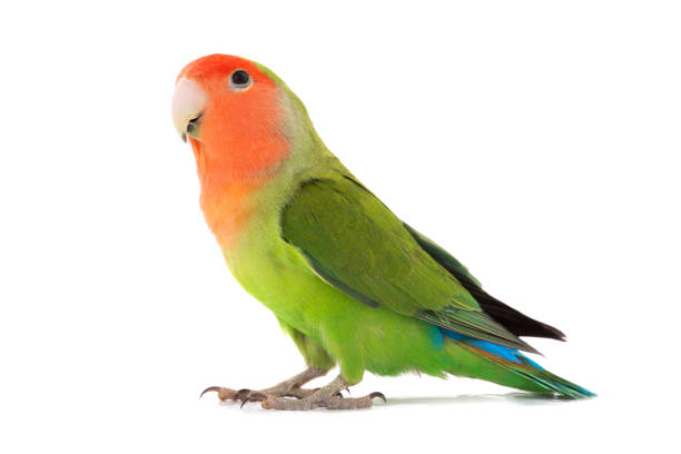 istock portrait lovebird 804710388