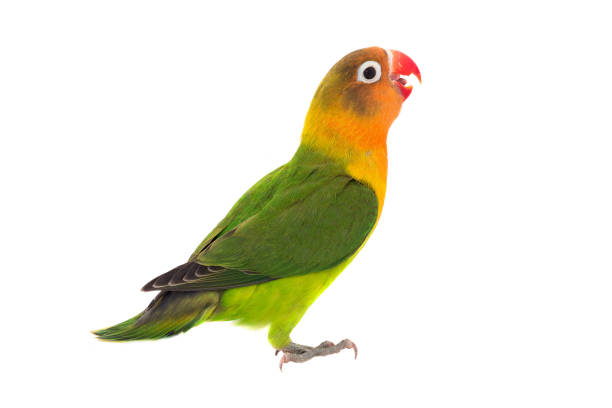 istock fischeri lovebird parrot 804710398