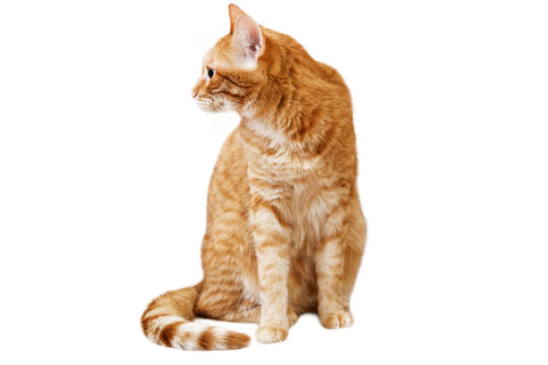 istock Ginger cat sits and looks away, turning his head in the sideway 804718798