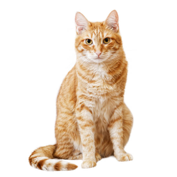 istock Ginger cat sits and looks directly in camera 804718800