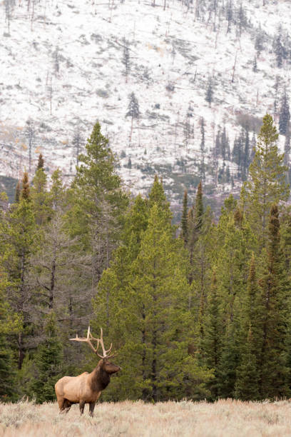 istock BULL ELK IN SAGEBRUSH MEADOW STOCK IMAGE 804718914