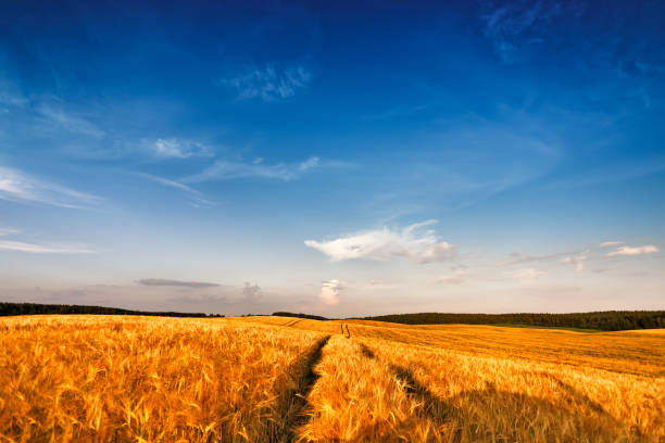 istock Ripe wheat at sunset landscape 804721584
