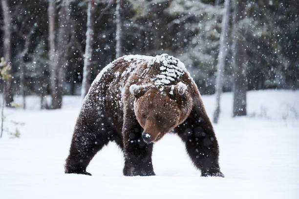 istock brown bear walking in the snow 804723646