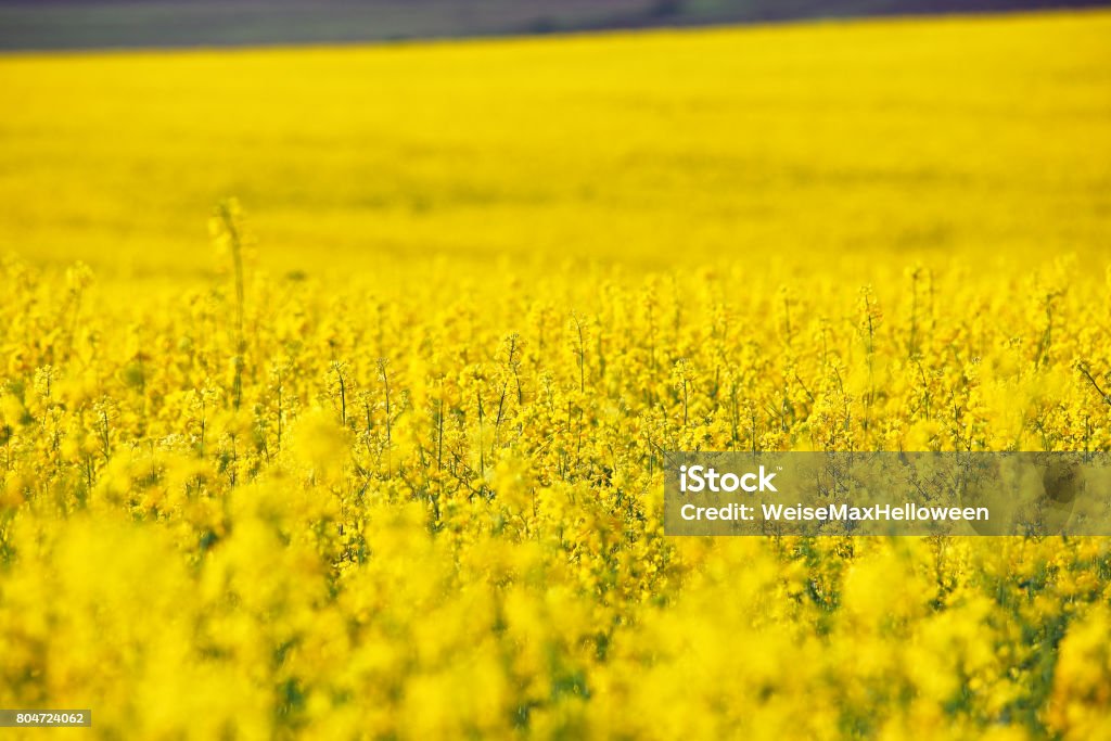 Spring colza fields. Blooming yellow flowers Canola Stock Photo