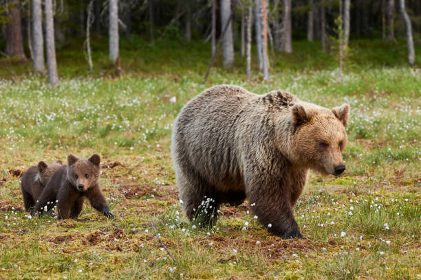 istock Mother brown bear and her cubs 804724370