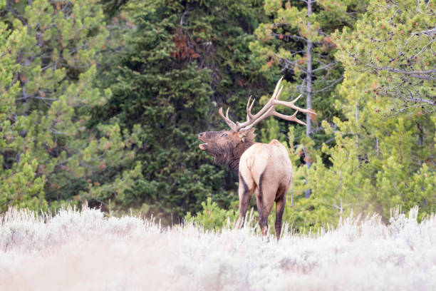 istock BULL ELK IN SAGEBRUSH MEADOW STOCK IMAGE 804724426