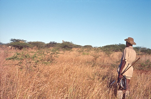 Kruger National Park, South Africa, 1973. A safari ranger observes a giraffe in Kruger National Park.