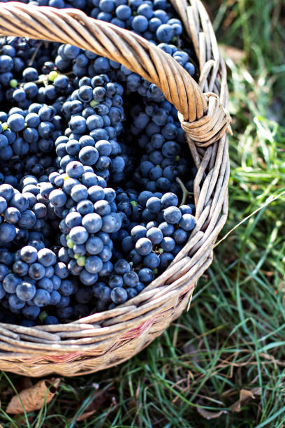istock Dark grapes in a basket. Grape harvesting. 804731138