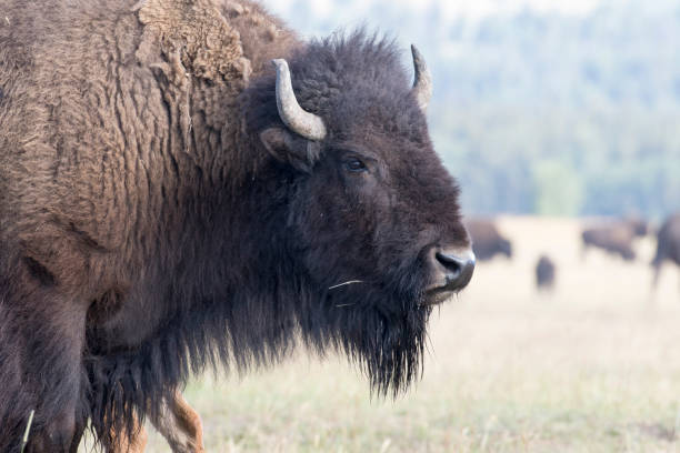 istock BISON IN GRASS MEADOW  STOCK IMAGE 804731360